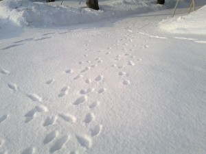 ねことキツネ、ときどき人間