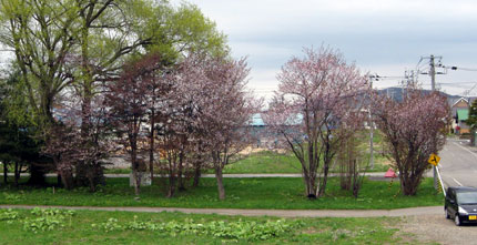 桜-北海道東川町